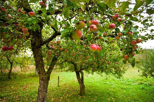 Pervoural Apple reviews gardeners