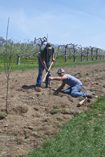 Apple Pervoural planting and caring