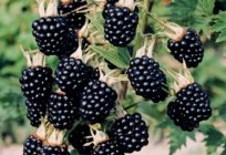 Corte de blackberry no outono. A amora-preta de jardim: cuidado, corte de