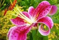 Lilie: wenn schöne Blumen Pflanzen