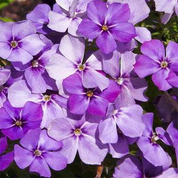 Phlox annuals, growing from seed