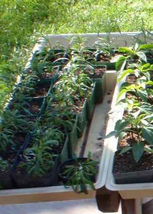 seedling Phlox annuals