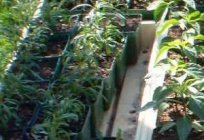 Садовы кветка аднагадовы флёкс – вырошчванне з насення і догляд
