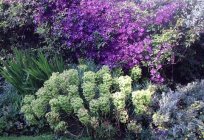 How to plant clematis? Some useful tips