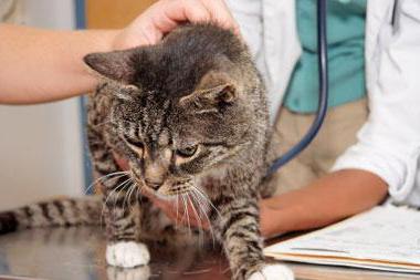 pulmonary edema in cats causes
