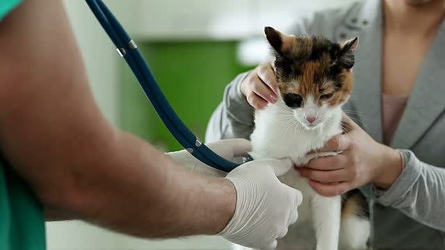 pulmonary edema in cats is deadly or not,
