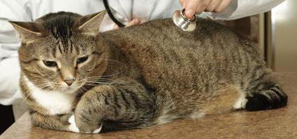 pulmonary edema in cats after sterilization