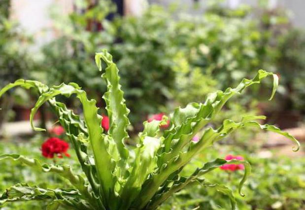 营养和生殖器官的植物