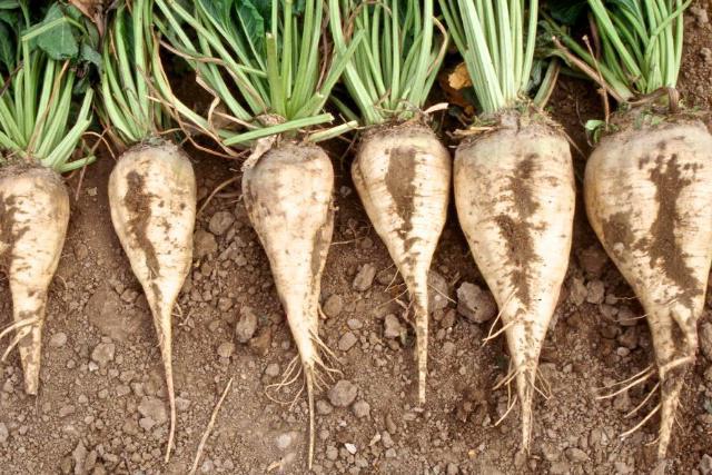 what is the difference sugar beet from fodder