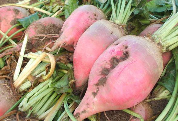 what is the difference sugar beet from fodder to visually