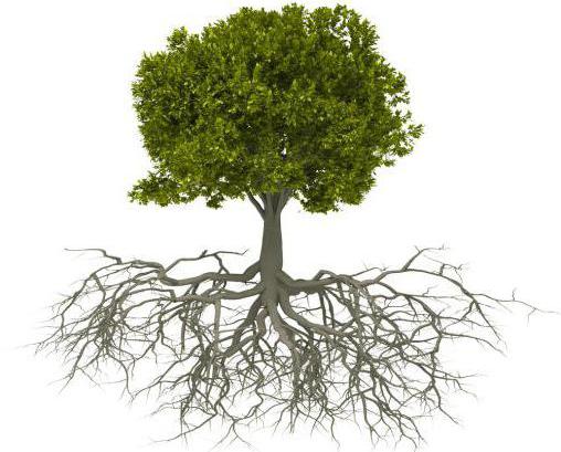 la raíz de la estructura de la raíz
