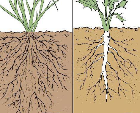 las raíces de la hierba