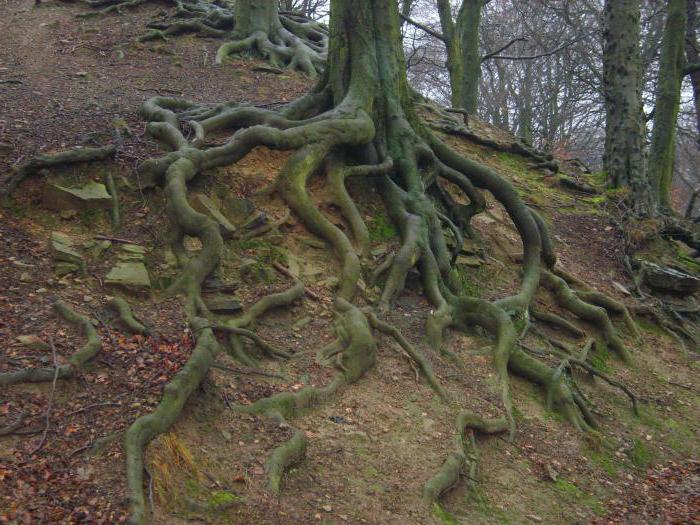 стебло корінь