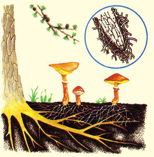  types of roots