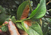 Uva-do-monte ordinário: características de cultivo, plantio e cuidados