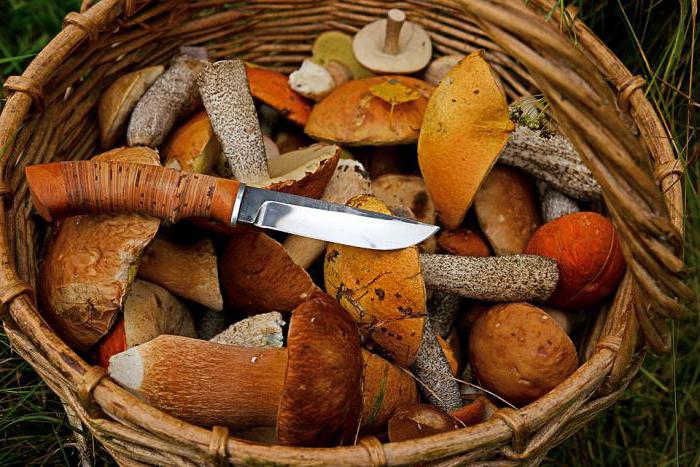 mushroom knife