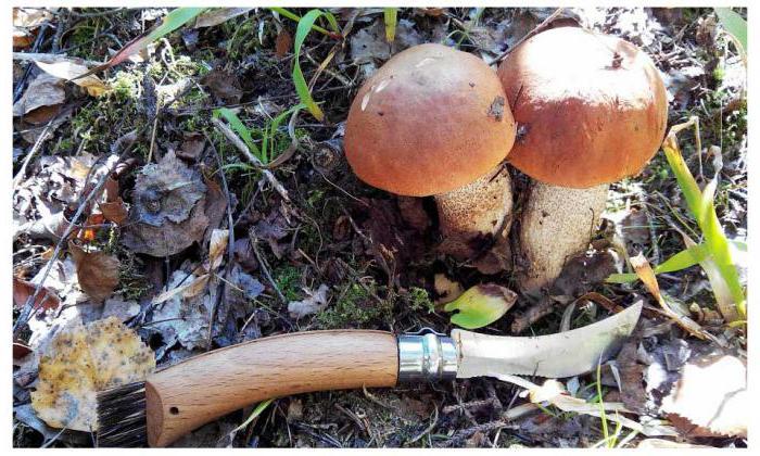 knife mushroom 2