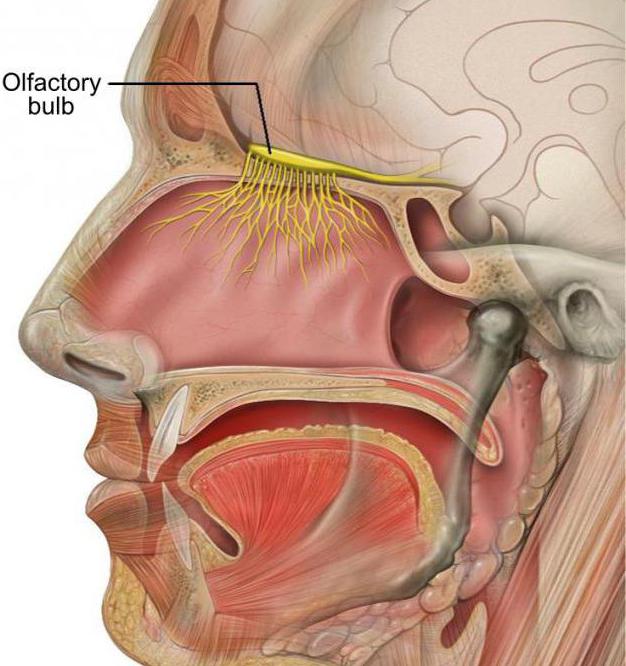 структура нюхового аналізатора