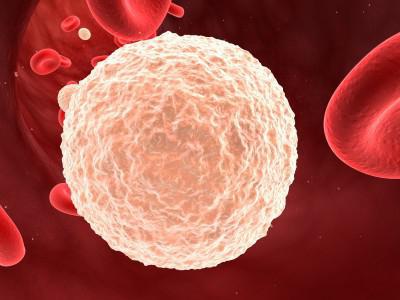 onde são formados leucócitos plaquetas glóbulos vermelhos