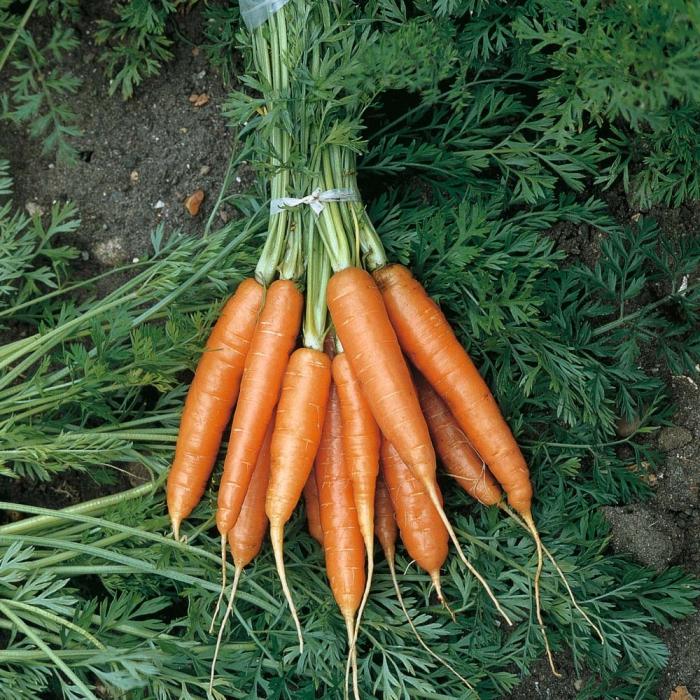 пасеў морквы пад зіму