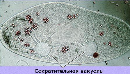 的功能收缩的液泡