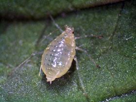how to deal with aphids on currant