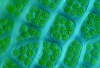 Тилакоиды é a componentes estruturais cloroplastos