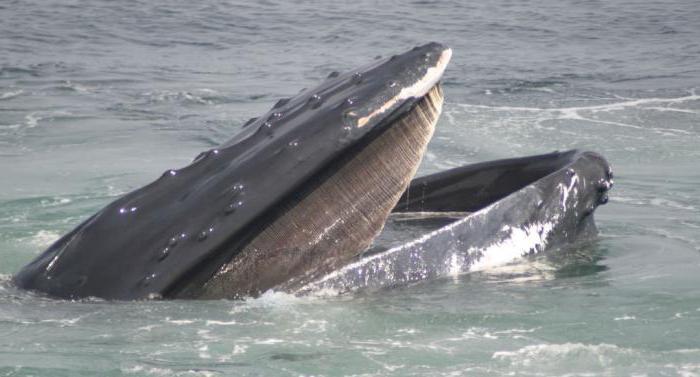 الحيتان الحدباء