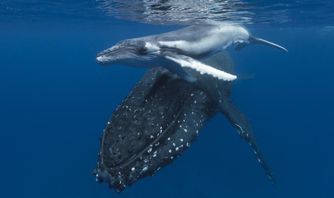 鲸鱼的动物