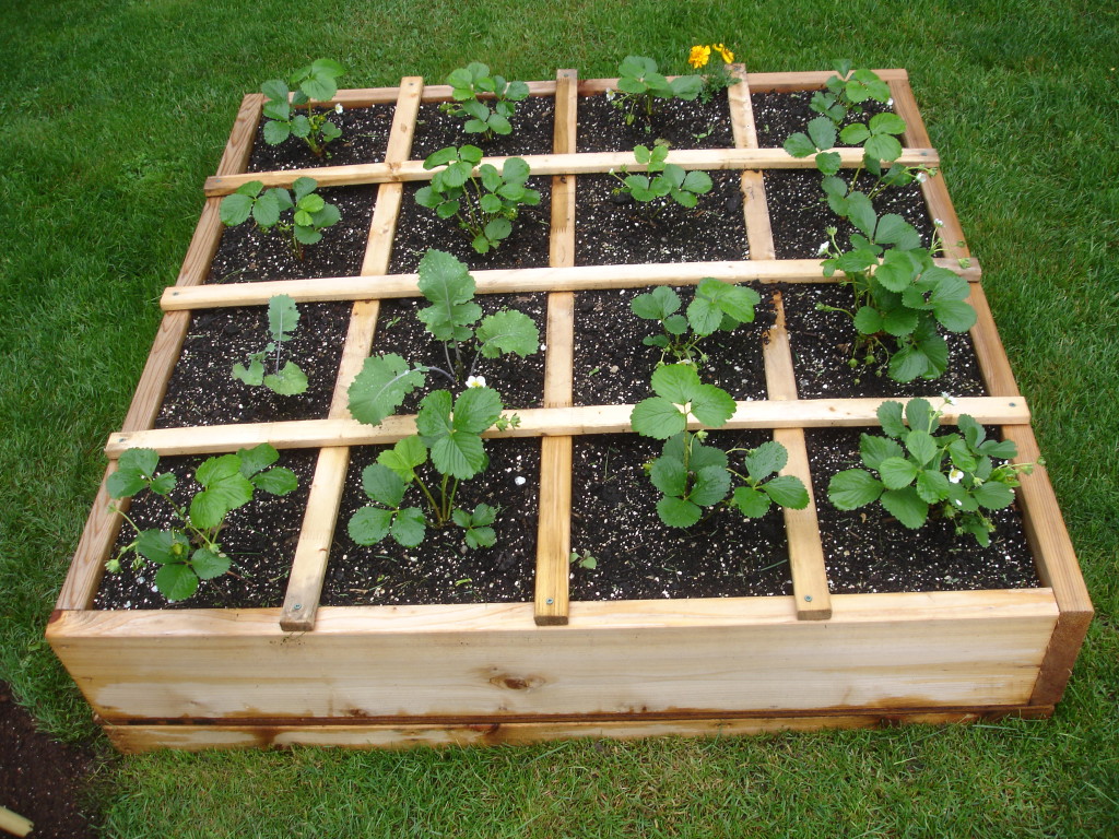 High beds for strawberries with your own hands