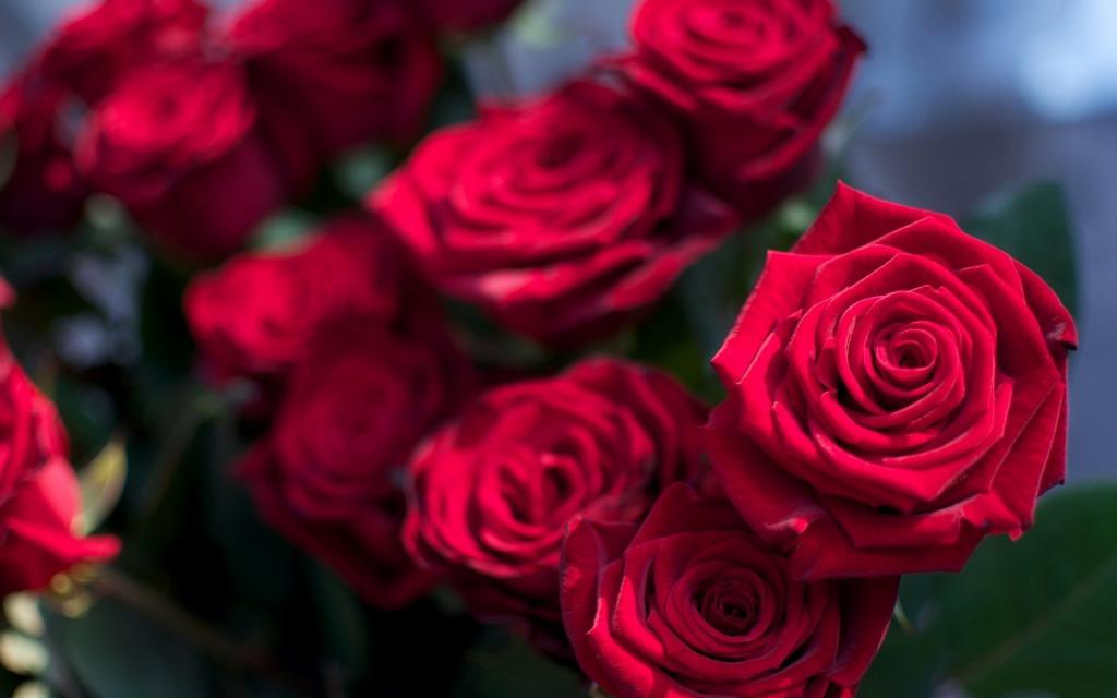 Róże do różowej weselu