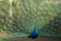 Peacock feather ev dekorasyon