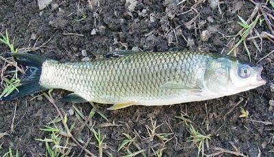 Bait for grass carp