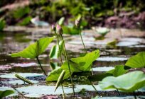 Jezioro lotos w wołgogradzkiego: opis, przyroda, wycieczki