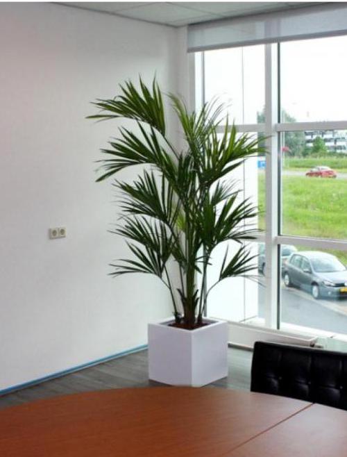 Artificial palm trees for home