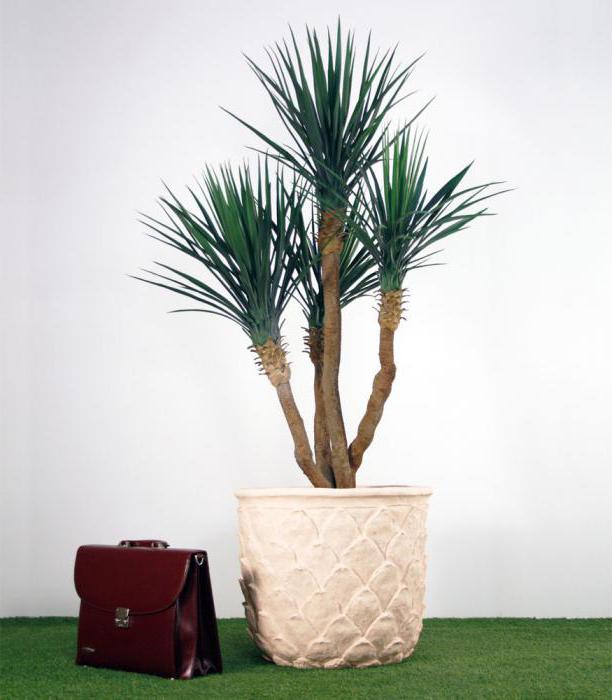 Artificial palm tree photo