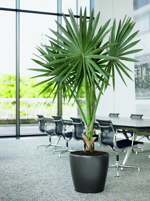 Artificial palm tree with your own hands
