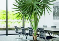 Künstliche Palma - Süd-pflanze, die nie verwelken
