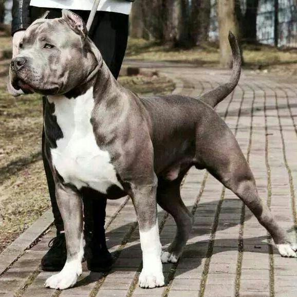 Pitbull dog killer