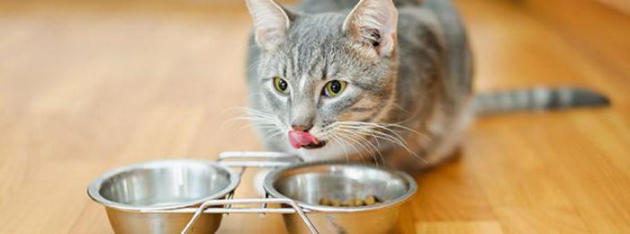 food for older cats