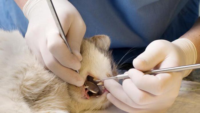 removal of Tartar in cats