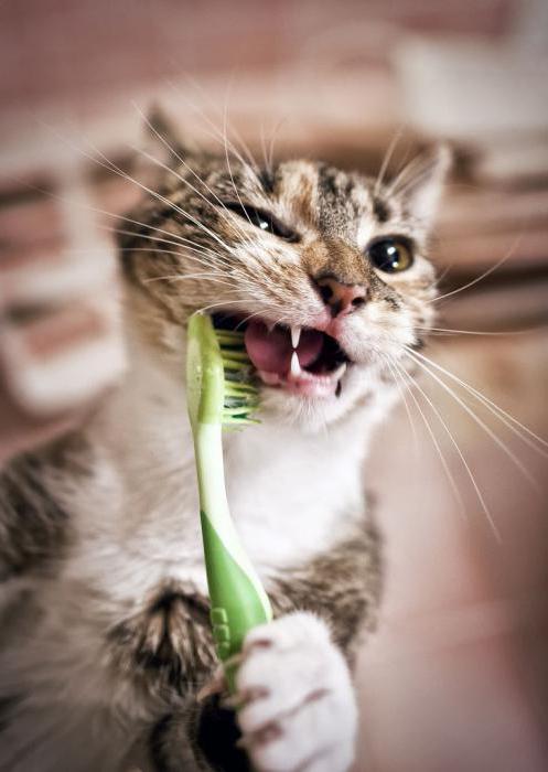 prevention of Tartar in cats
