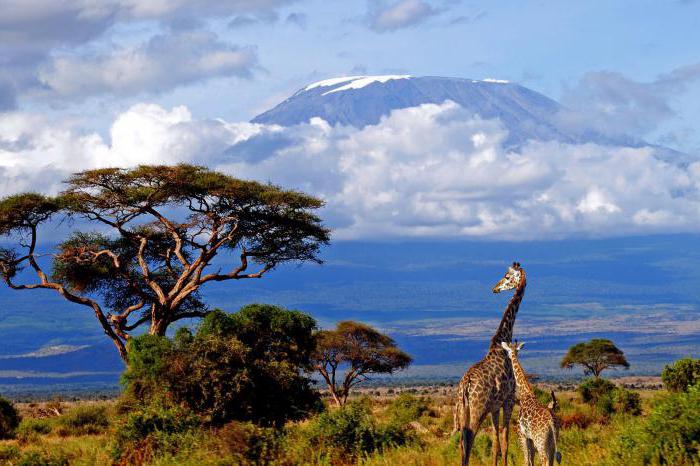 kilimanjaro na áfrica