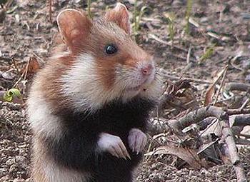 steppe hamster interesting facts
