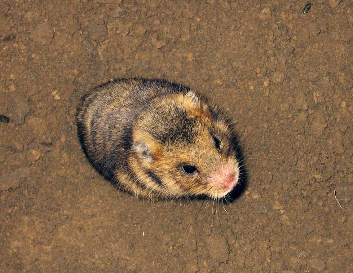 steppe hamster description