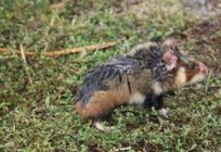 Bozkır hamster: açıklama ve resimler. Daha beslenir hamster
