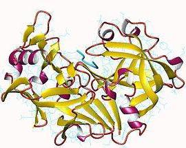 酵素がペプシンで