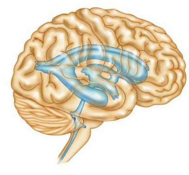 los ventrículos laterales del cerebro