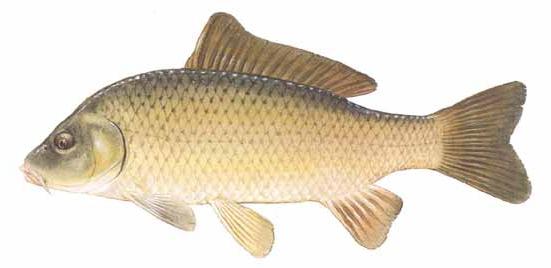 small freshwater fish of the carp family