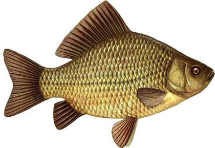 freshwater fish of the carp family